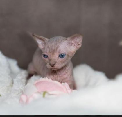 Canadian Sphynx Kitten ab Dez. 2022 abzugeben.