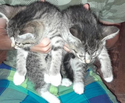 3 süße kitten mädels