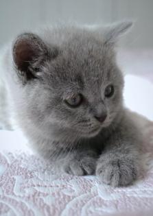Wunderschöne BKH Kitten Farbe Blue Lilac