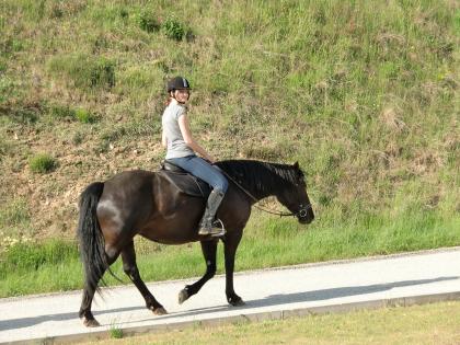 Suche Reitbeteiligung