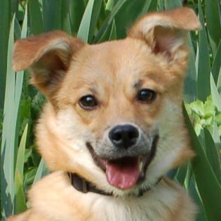 KITZI - Sheltie-Mix - 6 Monate - Tierhilfe - Franken e. V.