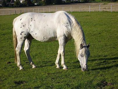 Tolles Freizeitpferd 2-jähriger Knabstrupper Wallach zu verkaufen