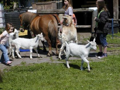 Ponyreiten und Kindergeburtstag auf dem Lukashof