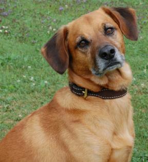 Hundeschule Alfo