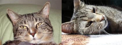 Katzen in Not