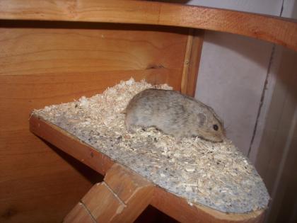 Tausche Lemming-Bock um Inzucht zu vermeiden