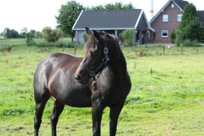 Deutsches Reitpferd Stute 4 Jahre roh
