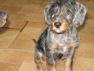 Dackel-Foxterrier-Mischlingswelpen abzugeben