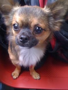 Vergebe süßen tricolor Chihuahua elf Monate