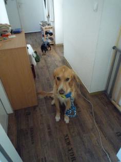Golden Retriever Mix sehr lieb und verspielt sucht neues Zuhause