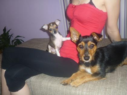 Chihuahua Hündin 3Monate alt