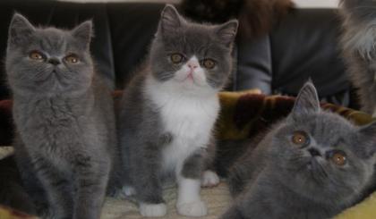 Exotic Shorthair Mädchen kurzhaarige Perser