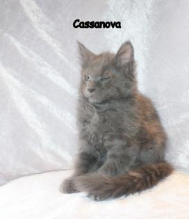 Maine Coon Kitten aus Hobbyzucht zu verkaufen