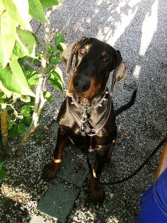 Dobermannrüde schwarz abzugeben