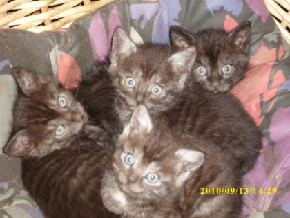 Mutterkatze mit 4 süßen Katzenbabys zugelaufen