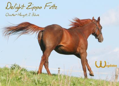 Delight Zippo Fritz Quarter-Horse-Hengst