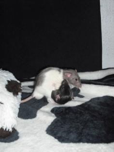 Meine 2 Rattenmännchen suchen ein neues zu Hause.