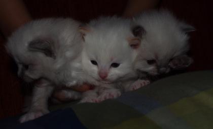 Katzenbaby s mit Suchtgefahr Ragdoll suchen liebevolle Dosenöffner