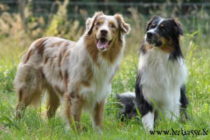 Australian Shepherd Deckrüden und Welpenvermittlung ASCA