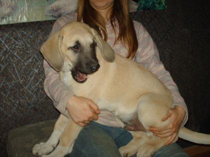Kangal WELPEN 12 Wo. Reinrassig. Anatolischer Hirtenhund