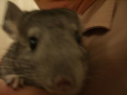 2 graue Chinchilla Damen ca. 4 Jahre alt