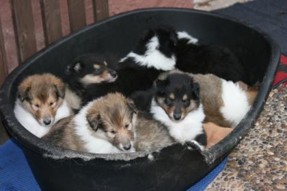 Süsse Colliewelpen aus VDH Hobbyzucht