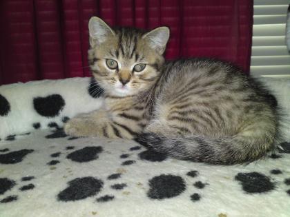 2 zuckersüsse BKH Kitten suchen ab sofort ein liebevolles schönes zu Hause