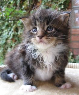 Noch zwei Maine Coon Jungs .