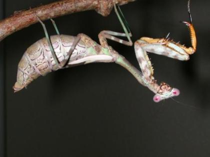Parasphendale agrionina Giant-Mantis Stadium L2
