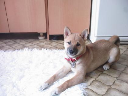 Shiba inu reinra. 11. mon