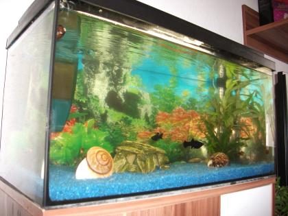 Aquarium mit 15 Fischen zuverkaufen