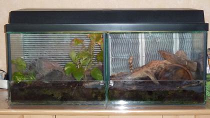 2 Vogelspinnen inkl. Terrarien Beleuchtung Heizung Bücher etc. günstig abzuge