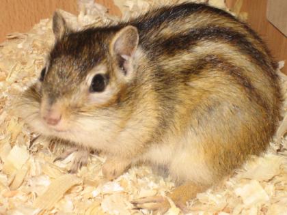 Streifenhörnchen muss ausziehen