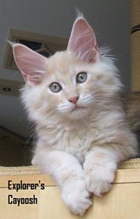 2 MAINE COON Katerchen in blue/cream 04. 7. 10 geimpft gechipt Stammbaum