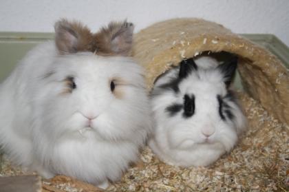 2 Löwenköpfchen