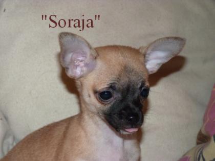 Unsere kleine Soraja sucht .