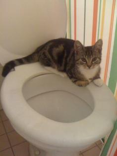 Kater aus Karlshorst vermisst