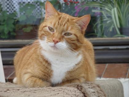 Garfield wird seit August vermisst