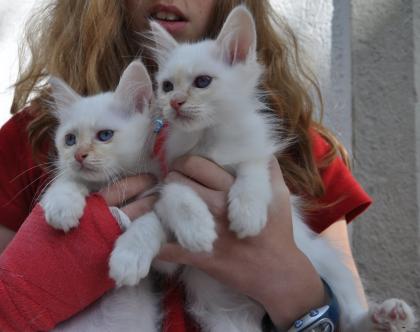 Süße Katzenbabys Heilige Birma suchen neuen Kuschelplatz