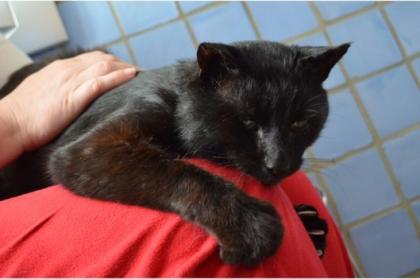Salomon schwarzer verschmuster Kater sucht einen Menschen mit Herz