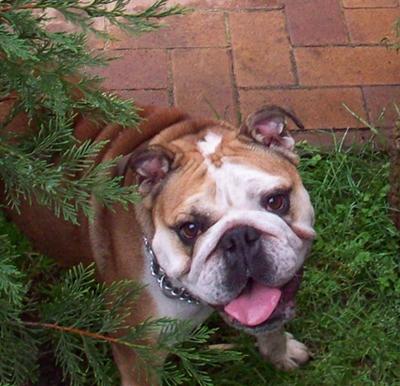 Kleine Dicke Englische Bulldogge sucht neues zu Hause mit viel Liebe