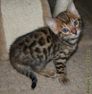 Verschmustes Bengalkitten möchte sein weiteres Leben in einer neuen fröhlichen