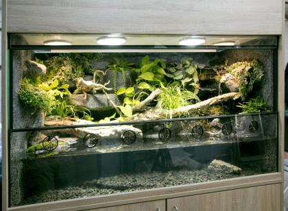 Aquaterrarium / Paludarium für Krokodilschwanzechsen Rotaugen-Buschkrokodile et