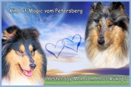 Colliewelpen VDH/FCI
