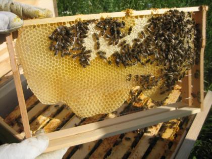 Exklusive Spezialität aromatischer Friedhofs-Honig