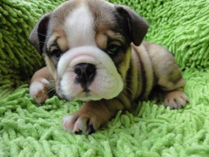 Englisch Bulldogge Welpen