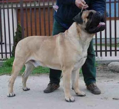 BULLMASTIFF Full House HELLBOY - ein prachtvoller anerkannter Deckrüde