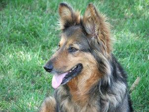 Soll ich meine Hunde impfen