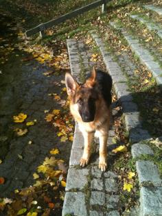 Schäferhundwelpe zu verschenken 6Monate