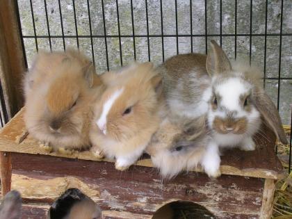 Süße Zwerghasen von Hobbyzüchter abzugeben